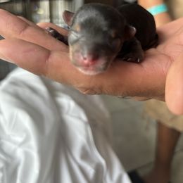 Cocoa - Black and tan female Yorkshire Terrier puppy in Haines City, Florida from MF_Yorkies