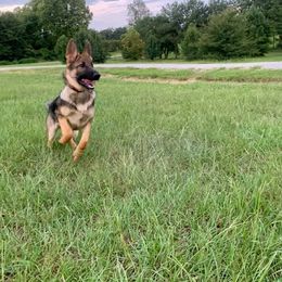 German Shepherd All Grown Up from Cerberus German Shepherds
