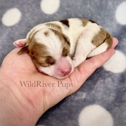 Aussiedoodle Puppies from WildRiver Pups