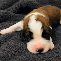 Black collar male - Mahogany and white male Saint Bernard puppy in Albany, Georgia from Magnolia Saint Bernards