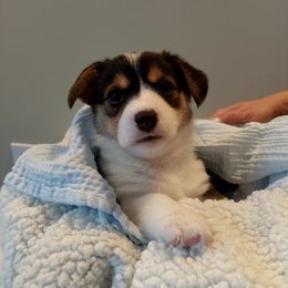 Pembroke Welsh Corgi Puppies from Patrick's Pembroke Welsh Corgis
