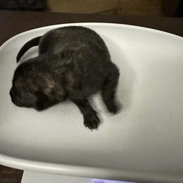 Chihuahua and Poodle Puppies from Garrett’s Chihuahuas and Poodles
