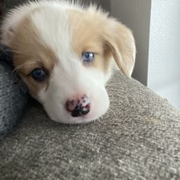 American Corgi Puppies from R and b corgis and farm