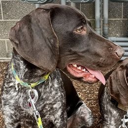 German Shorthaired Pointers from The Hunter's Post