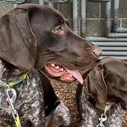 German Shorthaired Pointers from The Hunter's Post