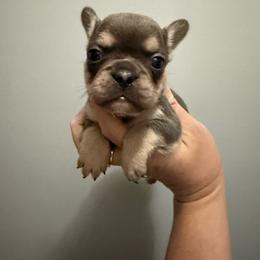 Gummy bear - Tricolors female French Bulldog puppy in Ludowici, Georgia from Royal Destiny Kennels