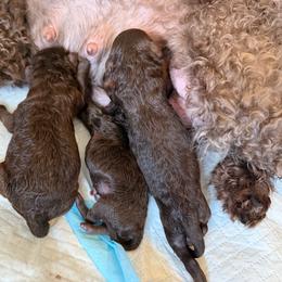 Mocha - Phantom female Poodle puppy in Ardmore, Oklahoma from The Poodles of Green Acres