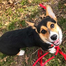 Pembroke Welsh Corgi Puppies from Mill Rock Farms