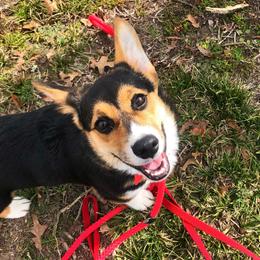 Pembroke Welsh Corgi Puppies from Mill Rock Farms