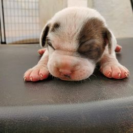Boy 1 - American Bulldog puppy in Yellville, Arkansas from Offerman Family Bulldogs