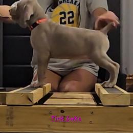 Pink Collar - Silver gray female Weimaraner puppy in Indiana from So-IN Weimaraner's