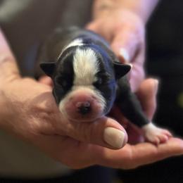 Cindy - Black and white female Boston Terrier puppy in Covington, Georgia from Tuxedo Bostons of Atlanta