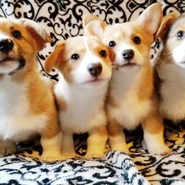 Pembroke Welsh Corgi Puppies from Whimsical Treasure Corgis