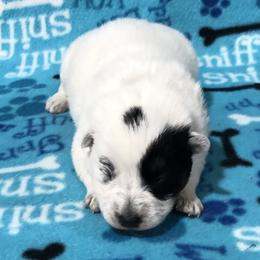 Boy 2 - Blue male Australian Cattle Dog puppy in Sheridan, Oregon from 6pk Cattledogs
