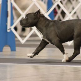 American Bully Puppies from Wulfsbane American Bullies