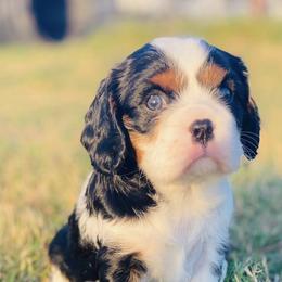 Cavalier King Charles Spaniels from Longhorn Cavaliers