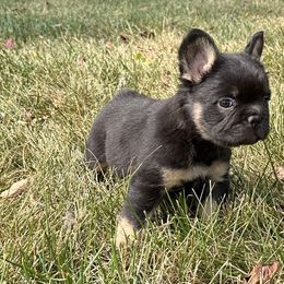 French Bulldog Puppies from Christie's Frenchies