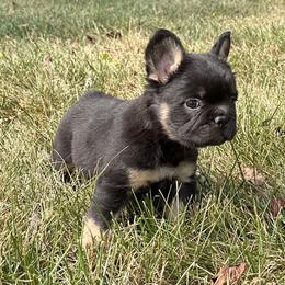 French Bulldog Puppies from Christie's Frenchies