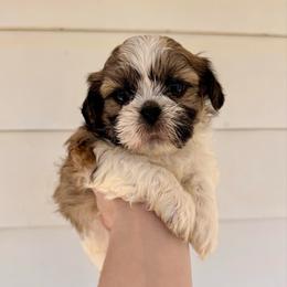 Mike - Tricolor male Shih Tzu puppy in Stroud, Oklahoma from Laik’s Little Shihtz & Poms