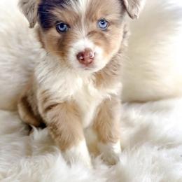 Aussiedoodle and Toy Australian Shepherd Puppies from Bar 4 Aussies