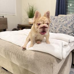 Nova - Cream female French Bulldog puppy in Fontana, California from Frenchie Envy Puppies