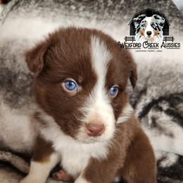 Boy 6 - Red tri-color male Australian Shepherd puppy in Harpers Ferry, Iowa from Wexford Creek Aussies, LLC
