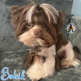 Baby Bo - Yorkshire Terrier