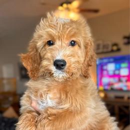 Blaze - Male - Red  male Goldendoodle puppy in Peoria, Arizona from Wroth's Paws