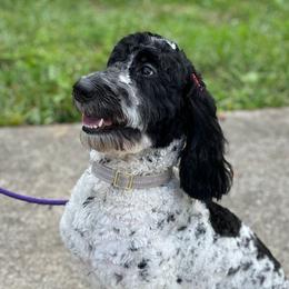 Sylvie - Australian Labradoodle