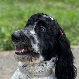Sylvie - Australian Labradoodle