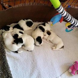Havanese Puppies from Dearheart Havanese