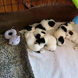 Havanese Puppies from Dearheart Havanese