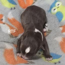 Jh3 - Red tri female Miniature Australian Shepherd puppy in Bend, Oregon from Badlands Toy and Mini Aussies