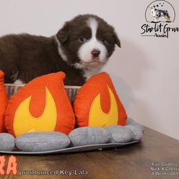 Australian Shepherd Puppies from Starlit Grove Australian Shepherds
