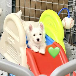 West Highland White Terrier Puppies from SunPeak West Highland White Terriers