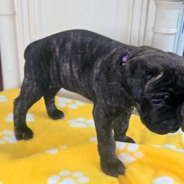 Baby girl - Black brindle female Cane Corso puppy in Bristol, Connecticut from Family Corso Kennels