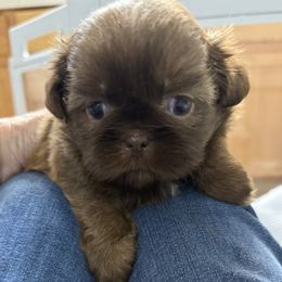 Dylan - Chocolate male Shih Tzu puppy in Tallahassee, Florida from Bows and Bow Ties