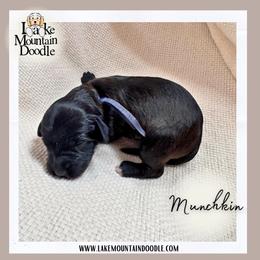 Munchkin - Black and chalk male Australian Labradoodle puppy in Eagle Mountain, Utah from Lake Mountain Doodle