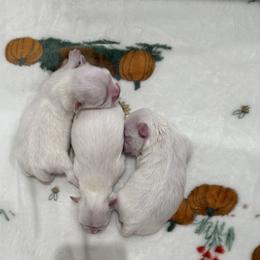 Maltese and Poodle Puppies from minipupps