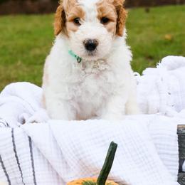 Goldendoodle Puppies from Ellie's Goldendoodles