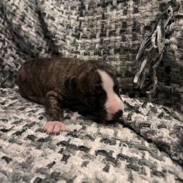 Casper - Fawn brindle male Whippet puppy in Fort Myers, Florida from Rainbow Whippets