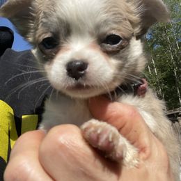 Turtle - Chihuahua puppy in Yamhill, Oregon from Diamond Dog Chihuahuas