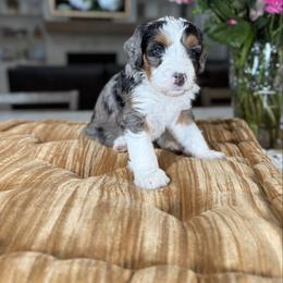 Lilac Collar - Blue merle female Bernedoodle puppy in Indiahoma, Oklahoma from Farm Fresh Doodles