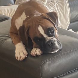 Boxer Puppies from Von Royal Dell’Infinite