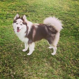 Murdock - Pomsky