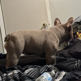 Euri - French Bulldog