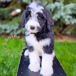 Green  collar - Black and white male Bernedoodle puppy in Ashton, Idaho from Kerr Kanine Ranch