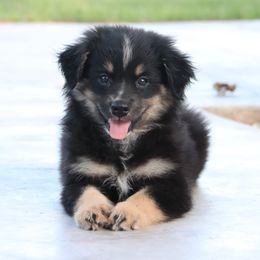 Brock - Black tri male Miniature Australian Shepherd puppy in Goliad, Texas from Sassy Lil Aussies and Diamond W Poodles
