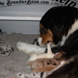 Australian Shepherd and Soft Coated Wheaten Terrier Puppies from Ironwood Ridge Kennels