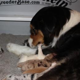 Australian Shepherd and Soft Coated Wheaten Terrier Puppies from Ironwood Ridge Kennels
